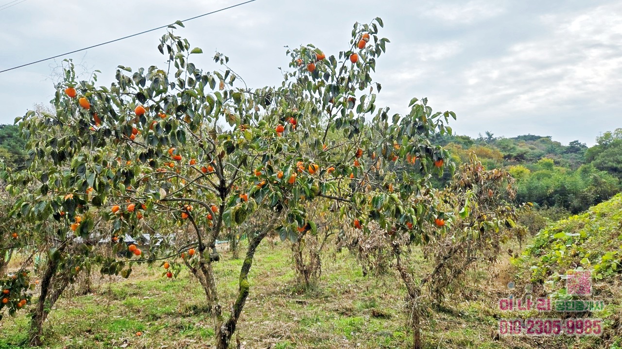 ★토지 옆으로 계곡물 흐름 → 사계절 물소리 들리는 힐링 토지(답)